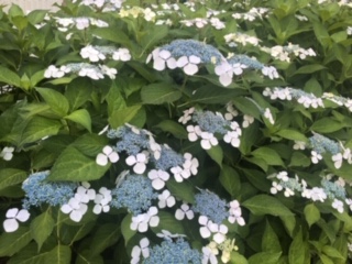 image1.jpeg