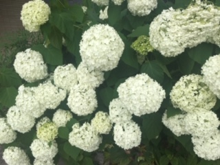 image1.jpeg
