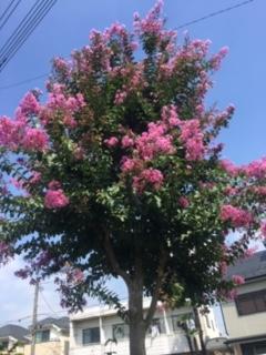 image1.jpeg
