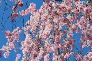 枝垂れ桜