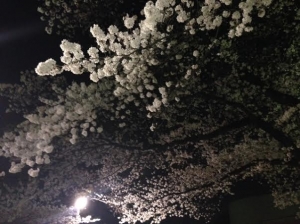 群馬県桐生市の桜