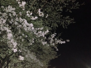 夜桜