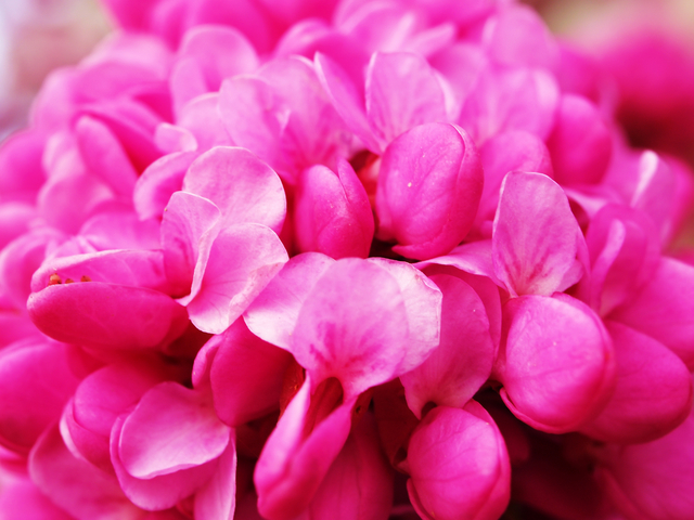 ハナズオウ 花蘇芳 の花言葉 4月6日の誕生花 初心者向け 園芸作業のまとめ 花のある暮らしで 心に ゆとり