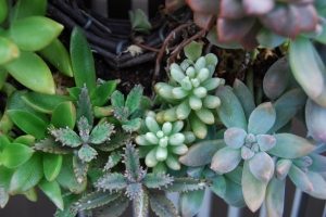 多肉植物の寄せ植え