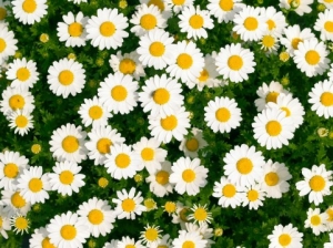 マーガレットの寄せ植え