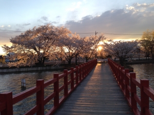 桜