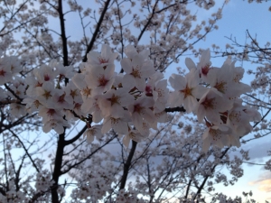 桜の花