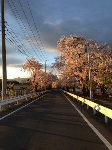 桜並木