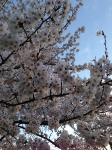 桜
