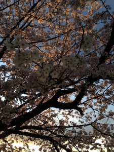 桜