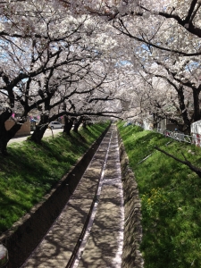 袋川の桜