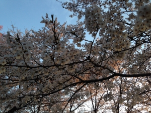 桜