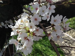 桜の花