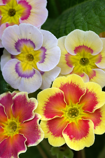 プリムラ オブコニカの花言葉 4月7日の誕生花 初心者向け 園芸作業のまとめ 花のある暮らしで 心に ゆとり