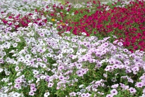 ペチュニア 寄せ植え