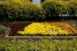 ビオラの花壇