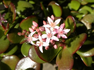 カネノナルキの花
