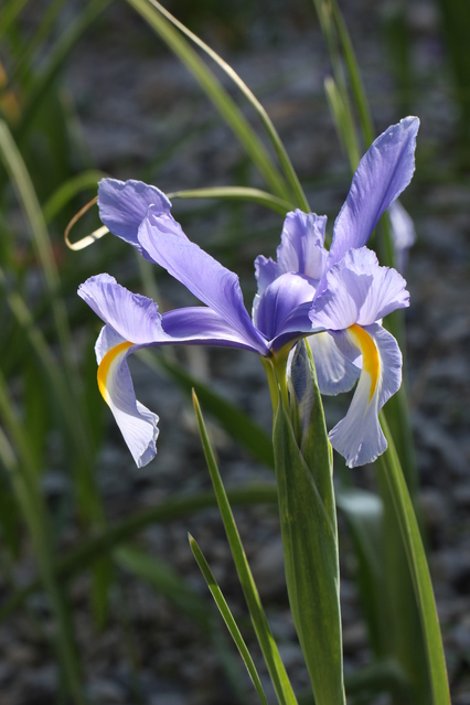 ダッチアイリスの花言葉 4月11日の誕生花 初心者向け 園芸作業のまとめ 花のある暮らしで 心に ゆとり