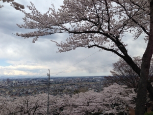 高崎の桜