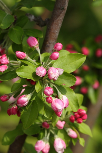 ヒメリンゴ 姫林檎 の剪定方法 初心者向け 園芸作業のまとめ 花のある暮らしで 心に ゆとり