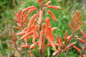 アロエの花