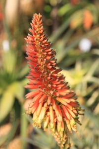 アロエの花