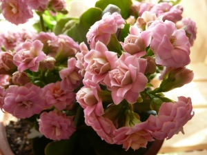 カランコエの花