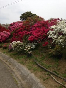 つつじが岡公園