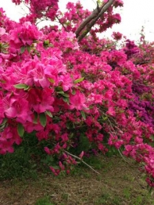 飛鳥川