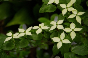 ヤマボウシ(山法師)の花
