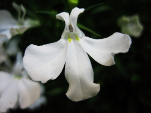 ロベリア白の花