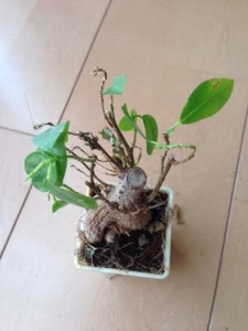 ガジュマル
