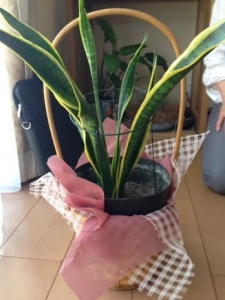 サンスベリア