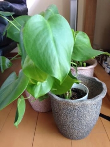 モンステラ