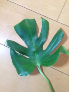 モンステラの葉