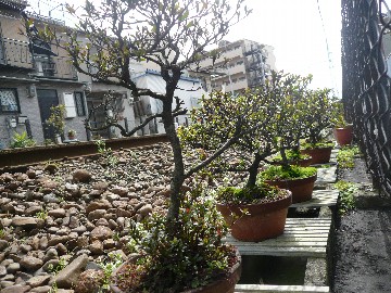 北畠線路脇盆栽bonsai kitabatake