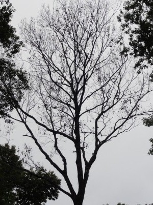 大失敗で枯らしたコナラを自然遊具に どんぐり村 こども自然塾