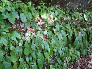 IMG_0627.JPG