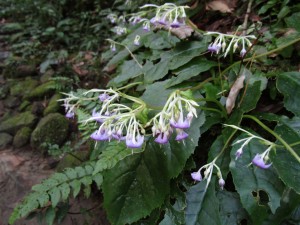 IMG_0642.JPG
