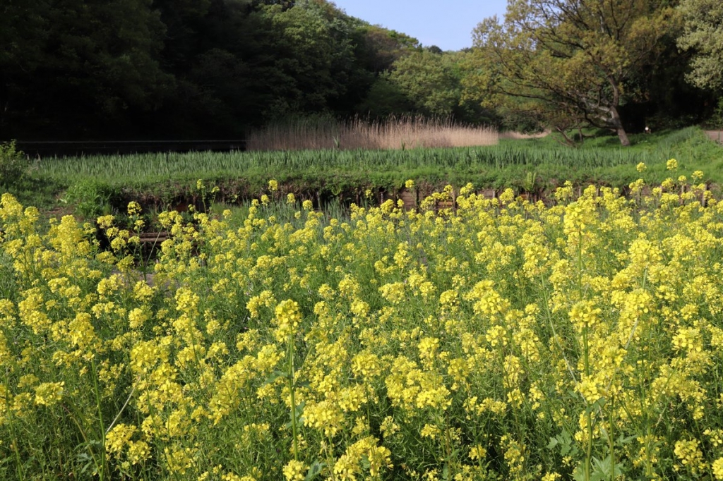 菜の花・四季の森公園・横浜観光案内と写真