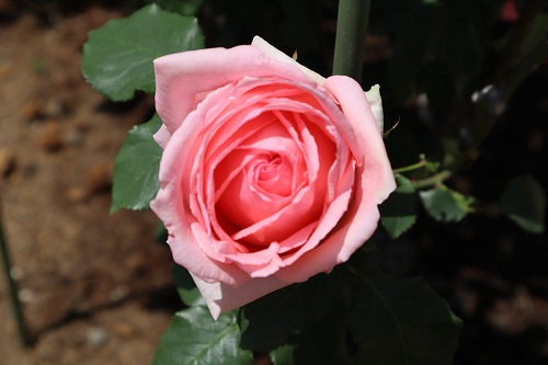 外交官の家の前のバラ