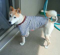 着せてみた