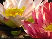 蓮の花