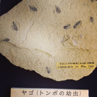 益富