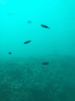 足摺海底館