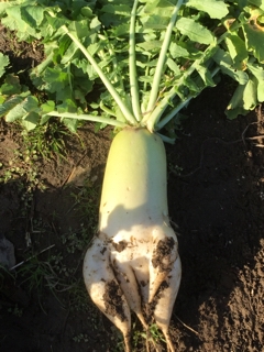 面白い大根 夢の自然米奮闘記