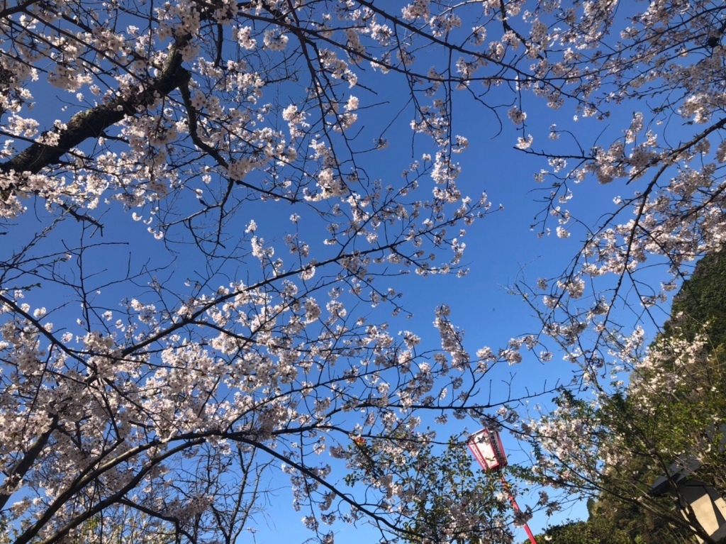 春だーーー