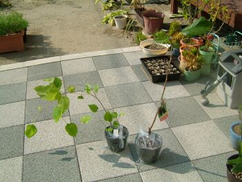 マルベリーの赤と白