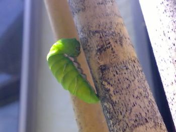 まだたまに動きます。