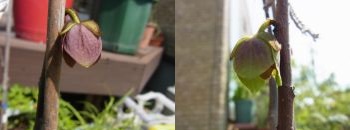 ポポーの花?